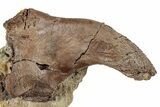 Hadrosaur (Edmontosaurus) Cervical Vertebra Process - Wyoming #265703-1